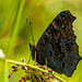 Tortoishell butterfly