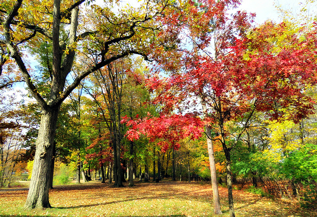 Majestic oaks in the park.