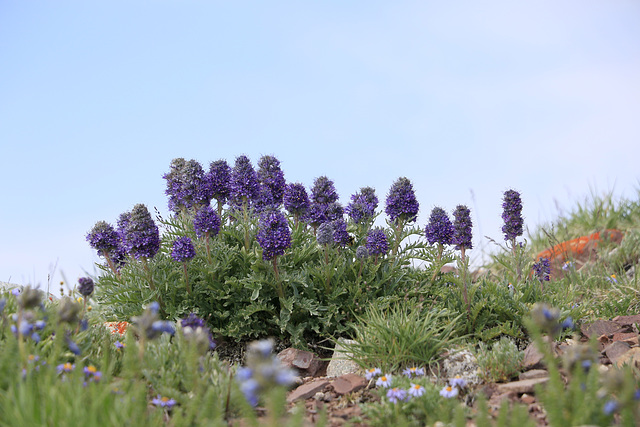 Baker's Phacelia