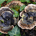 20220923 1769CPw [D~LIP] Efeu (Hedera helix), Pilz, Tramete, UWZ, Bad Salzuflen