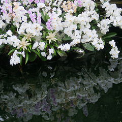 White and pink phalaenopsis