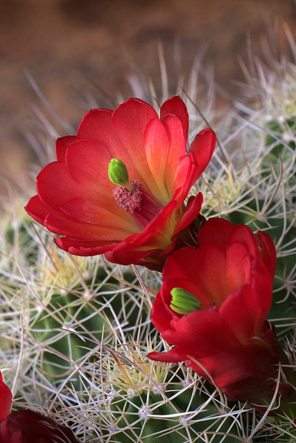 Claret Cup