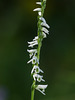Spiranthes lacera var. gracilis (Slender Ladies'-tresses orchid)