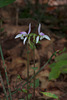 Triphora trianthophorus (Three-birds orchid)