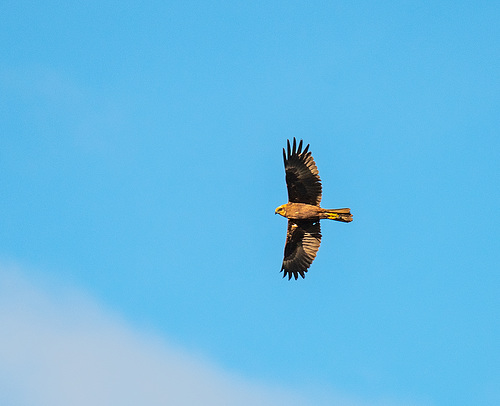 Ring tail hen harrier