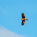 Ring tail hen harrier