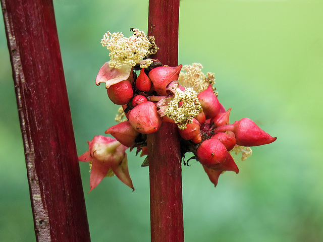 Castor Bean buds and flowers