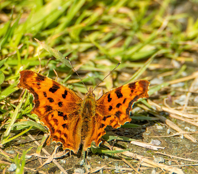 Comma butterfly