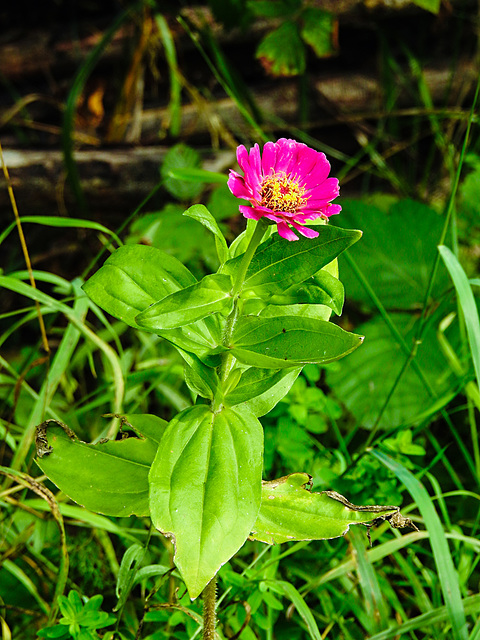 20220923 1770CPw [D~LIP] Garten-Zinnie (Zinnia elegans), UWZ, Bad Salzuflen