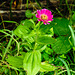 20220923 1770CPw [D~LIP] Zinnie (Zinnia elegans), UWZ, Bad Salzuflen