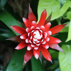 Bromeliad