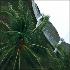 Palm Underneath