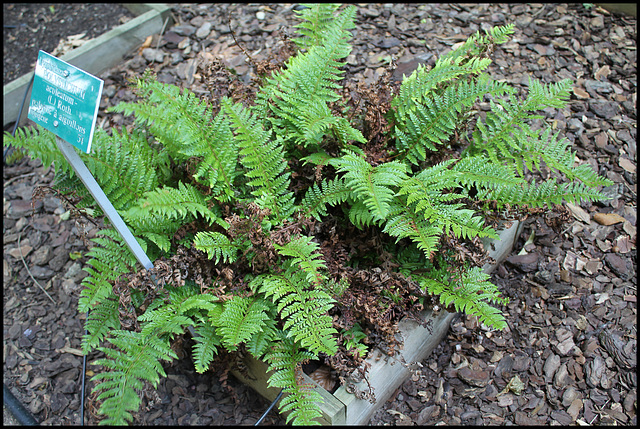 Polystichum aculeatum