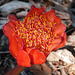 blood lily