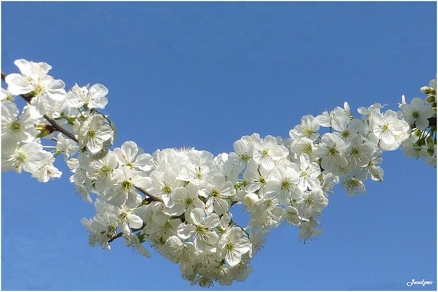 parure saisonnière !