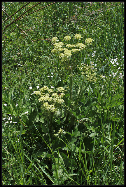 Heracleum sphondyllum (1)