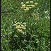 Heracleum sphondyllum (1)