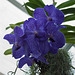 Vanda