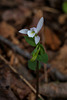 Triphora trianthophorus (Three-birds orchid)