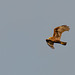 Ring tail hen harrier