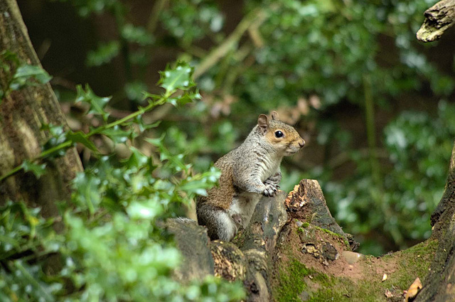 squirrel (9)