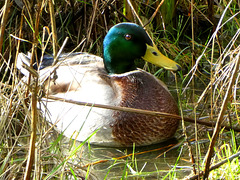 Lonely duck