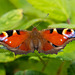 Peacock butterfly