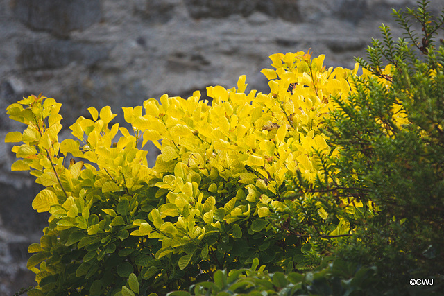 September Courtyard colours