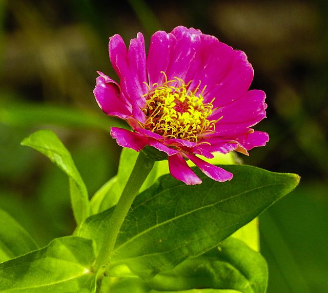 20220923 1771CPw [D~LIP] Garten-Zinnie (Zinnia elegans), UWZ, Bad Salzuflen