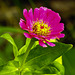 20220923 1771CPw [D~LIP] Zinnie (Zinnia elegans), UWZ, Bad Salzuflen