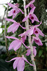 Dendrobium anosmum