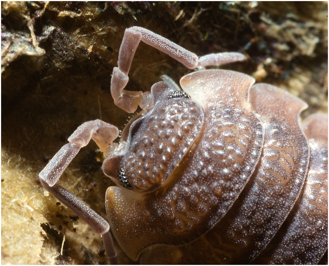 IMG 8737 Woodlouse