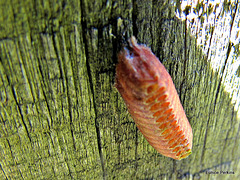 Praying Mantis Egg Case.