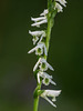 Spiranthes lacera var. gracilis (Slender Ladies'-tresses orchid)