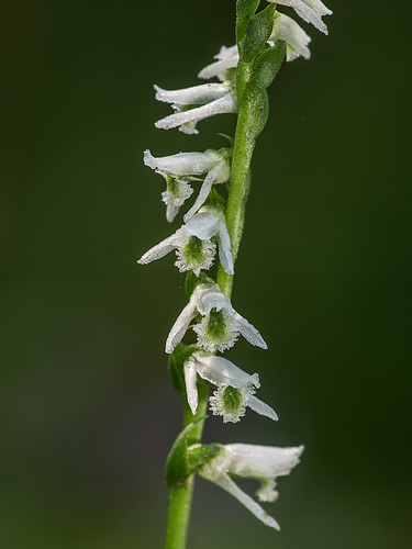 Spiranthes lacera var. gracilis (Slender Ladies'-tresses orchid)