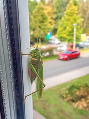 Besuch am Fenster