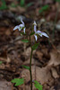 Triphora trianthophorus (Three-birds orchid)