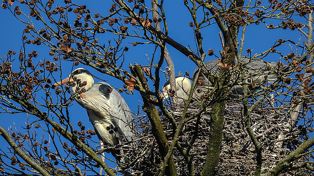 20190216 4397CPw [D~BI] Graureiher, Rotbuche (Fagus sylvatica), Tierpark Olderdissen, Bielefeld