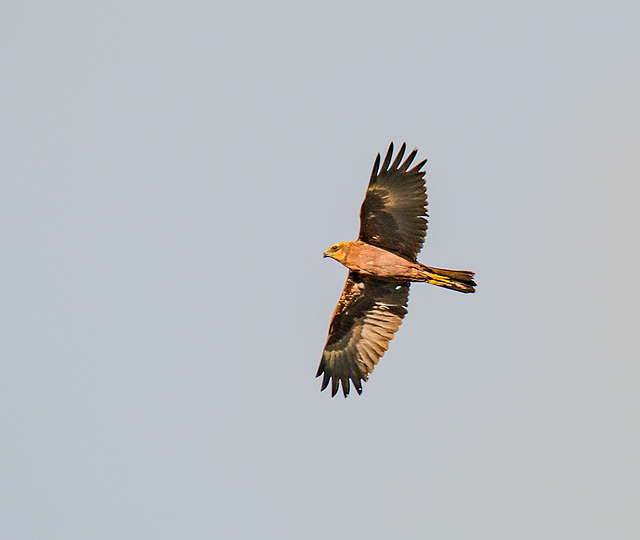 Ring tail hen harrier