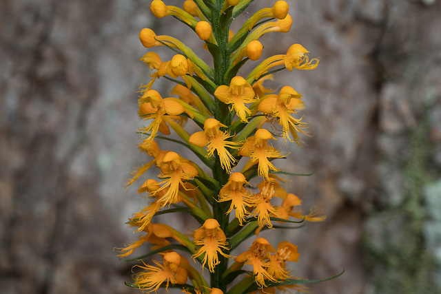 Platanthera cristata (Crested Fringed orchid)