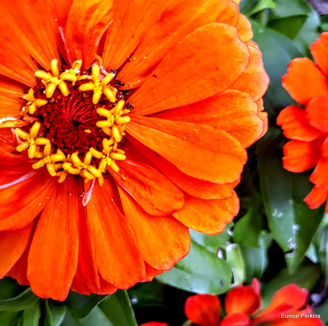 Orange Zinnia.