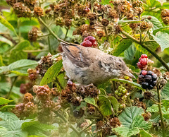 White throat