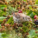 White throat