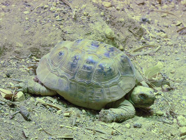 Spur-thighed Tortoise - 3 August 2020