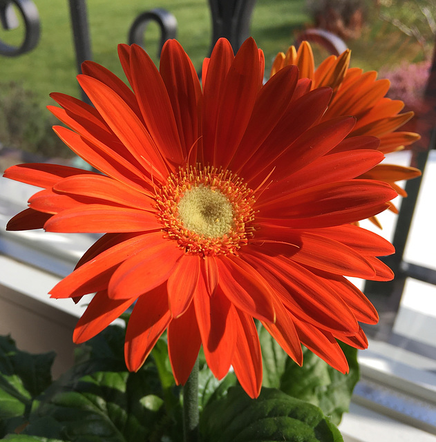 Gerbera