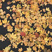 golden carpet
