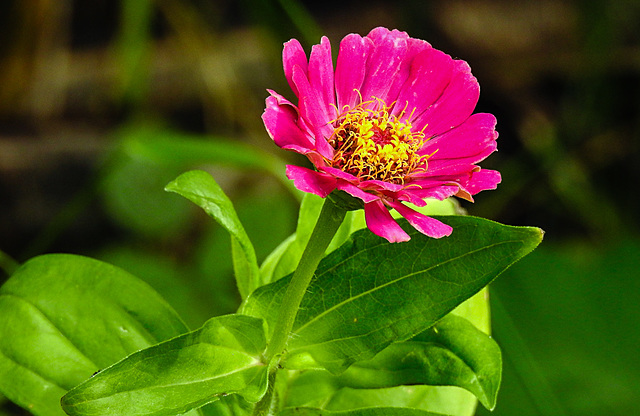 20220923 1772CPw [D~LIP] Zinnie (Zinnia elegans), UWZ, Bad Salzuflen