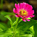 20220923 1772CPw [D~LIP] Zinnie (Zinnia elegans), UWZ, Bad Salzuflen
