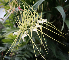 Brassia