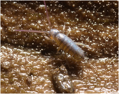 IMG 8744 Springtail